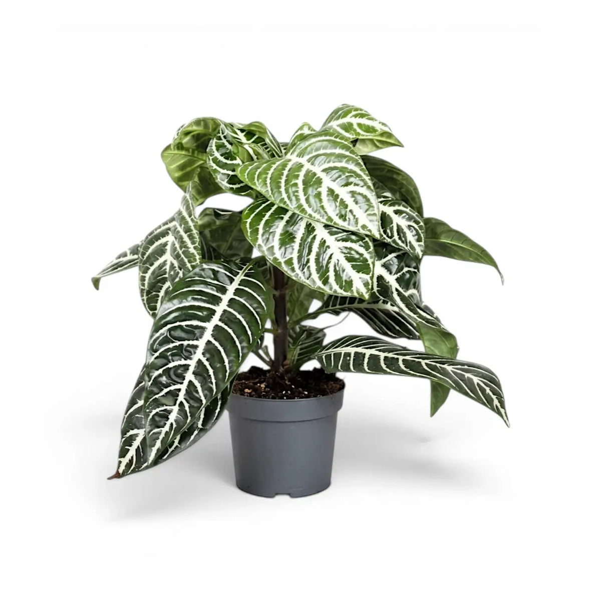 Aphelandra squarrosa Zebrapflanze mit weiß geäderten Blättern im Kulturtopf.