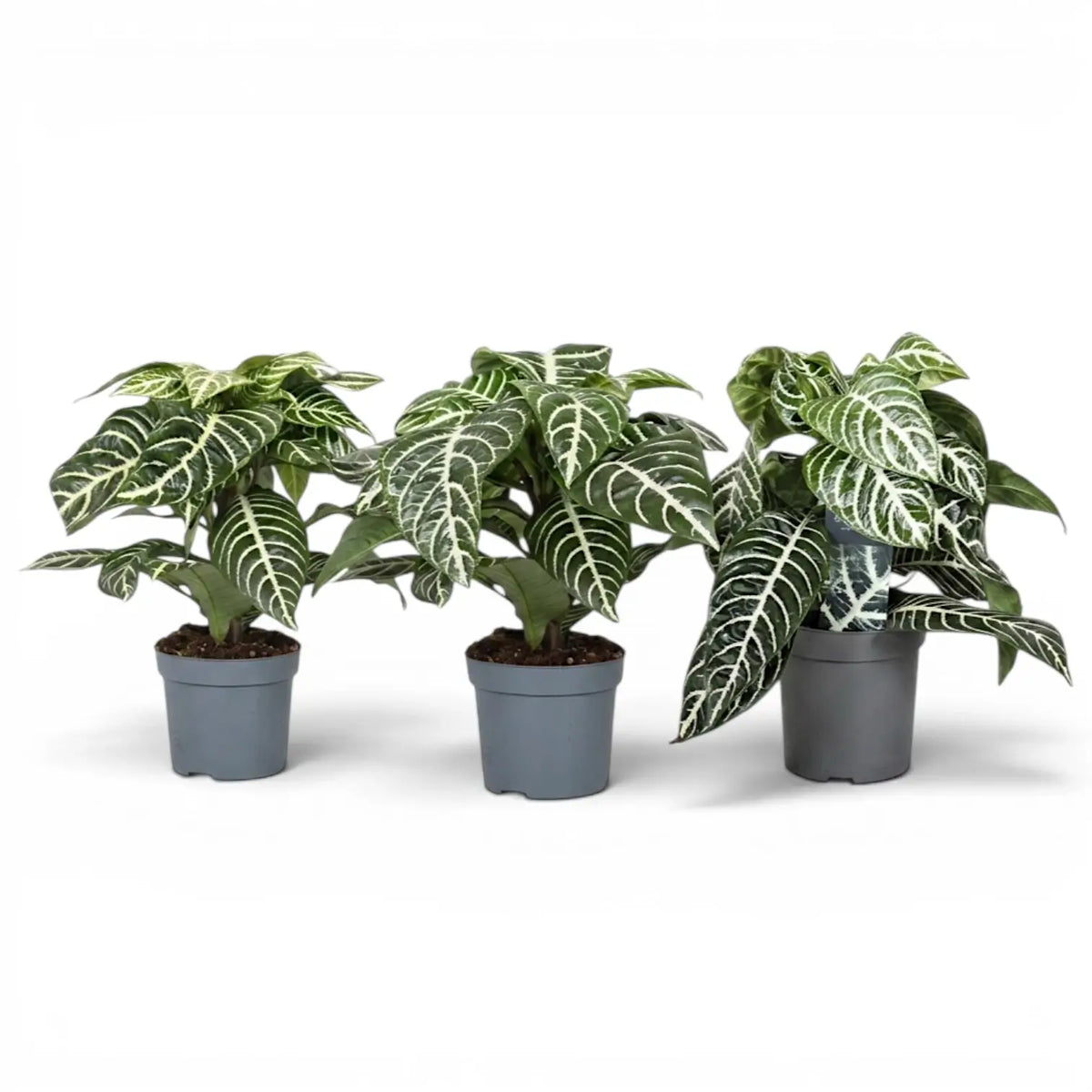 Aphelandra squarrosa Zebrapflanze mit weiß geäderten Blättern im Kulturtopf.