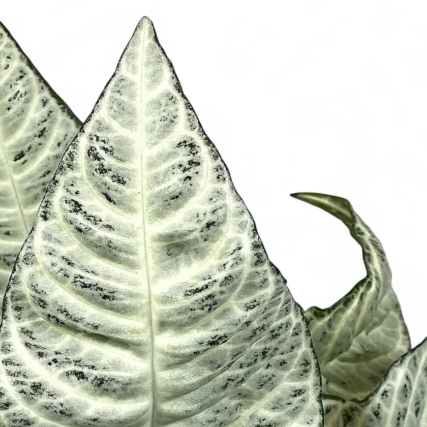 Aphelandra squarrosa 'White Wash' leaf close-up on white background.