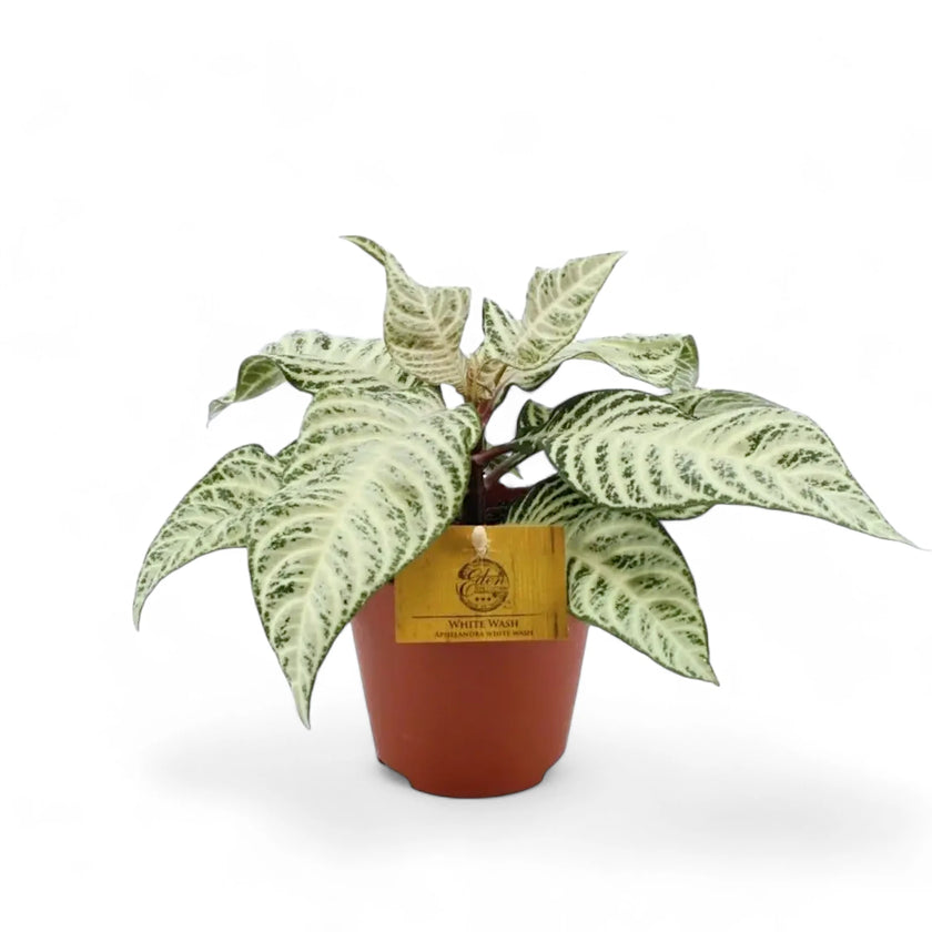 Aphelandra squarrosa 'White Wash' potted plant in nursery pot on white background.