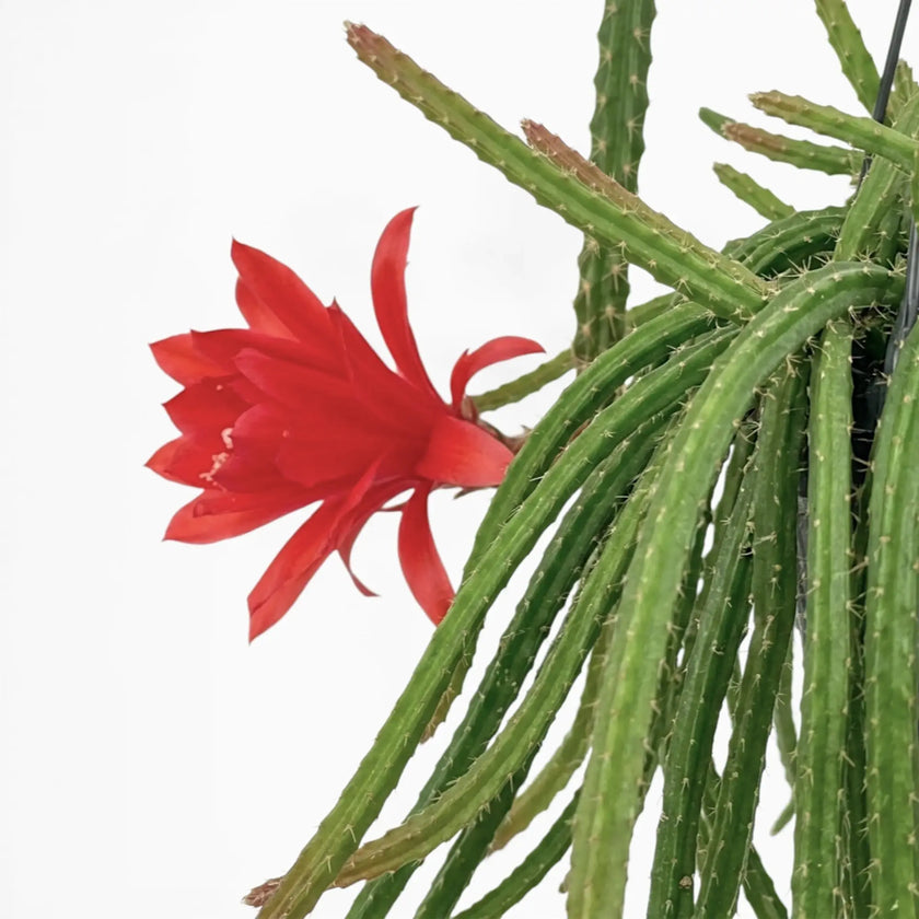 Close-up of Aporocactus 'Melanie' trailing stems.