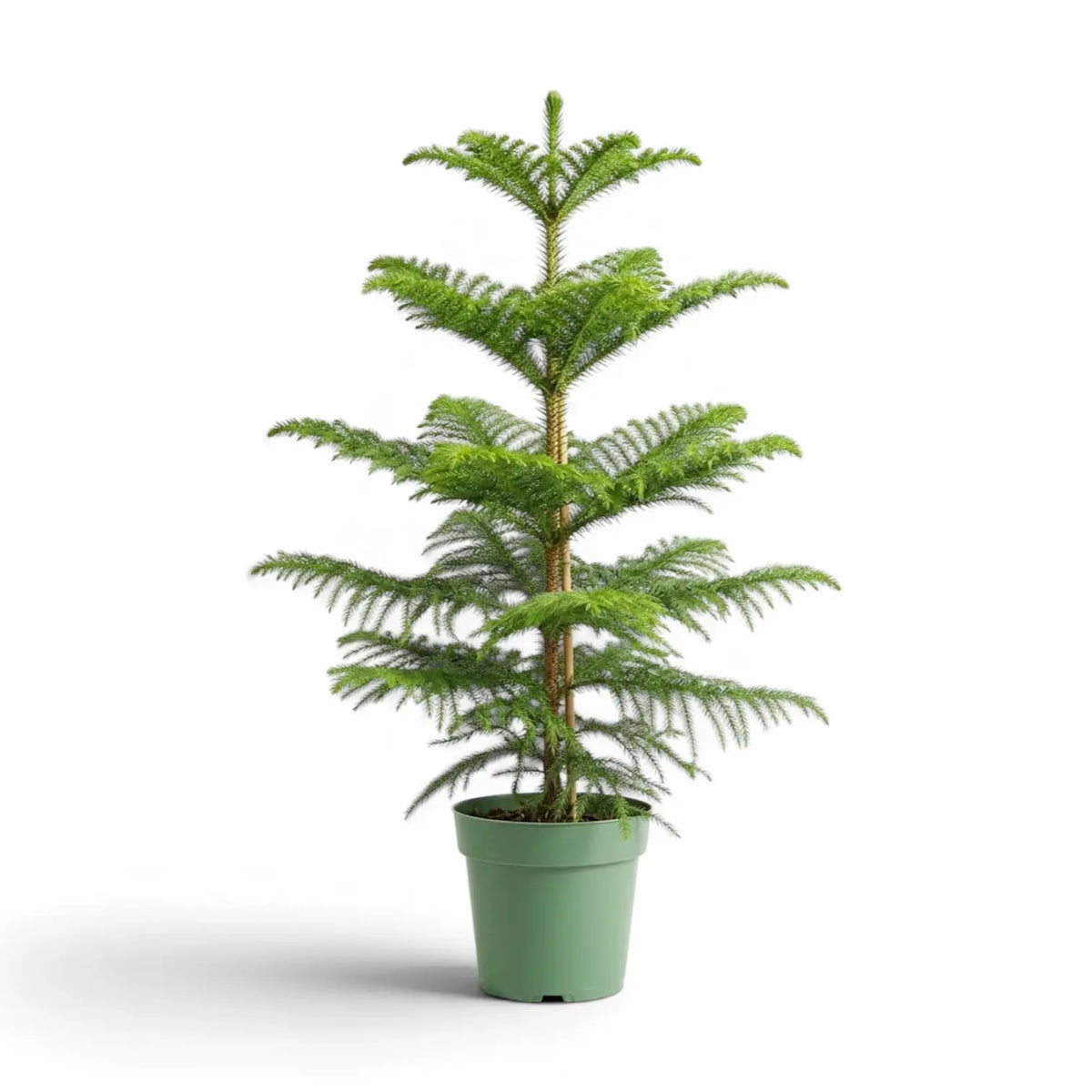 Große Zimmertanne (Araucaria heterophylla) im Kulturtopf.
