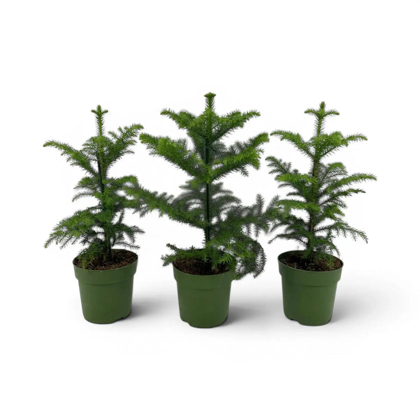 Araucaria heterophylla Norfolk Island pine small plant in a nursery pot.