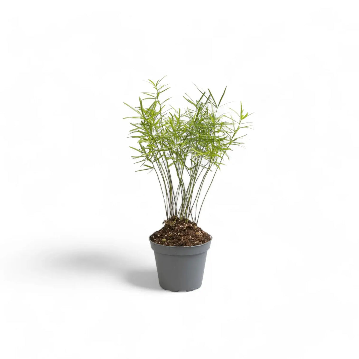 Asparagus densiflorus 'Sprengeri' – Zimmerpflanze im Kulturtopf auf weißem Hintergrund, Produktfoto 2.