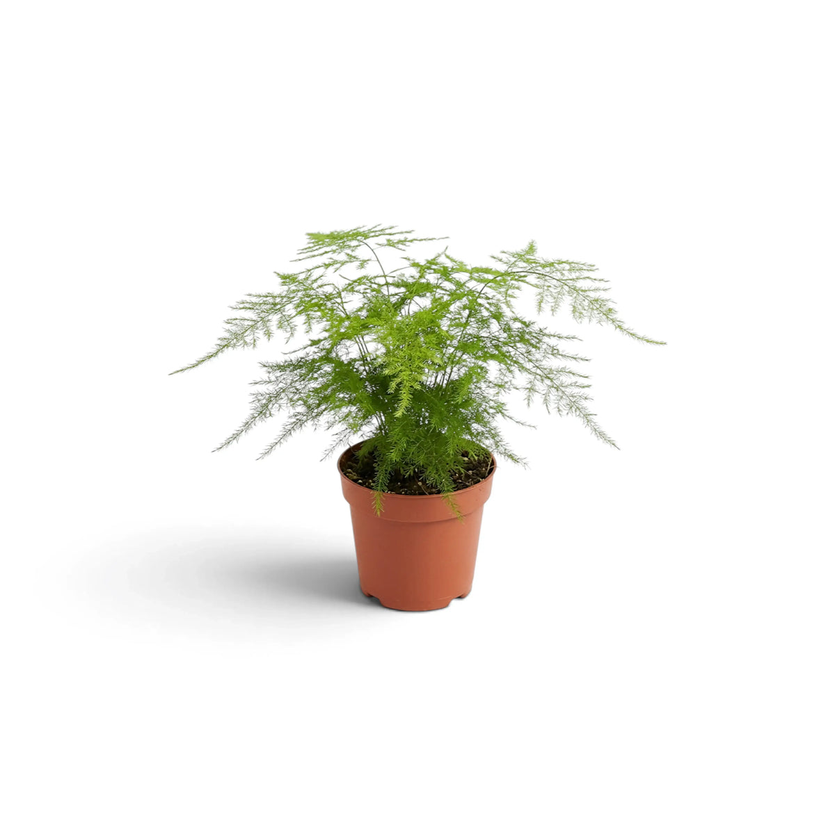 Baby Asparagus setaceus with upright feathery fronds in a terracotta pot