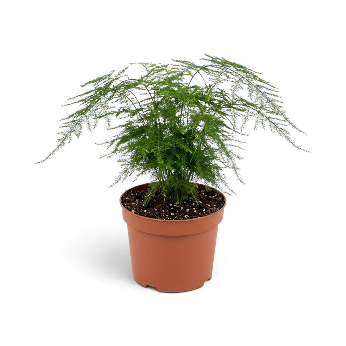 Full medium Asparagus setaceus with a soft cascading canopy