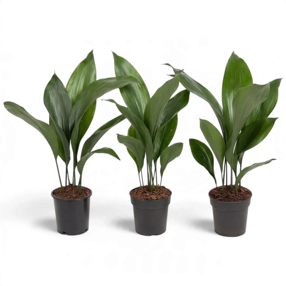 Three medium Aspidistra elatior plants with upright leaves in black pots