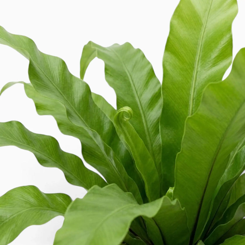 Asplenium antiquum foliage close-up showing broad, arching green fronds