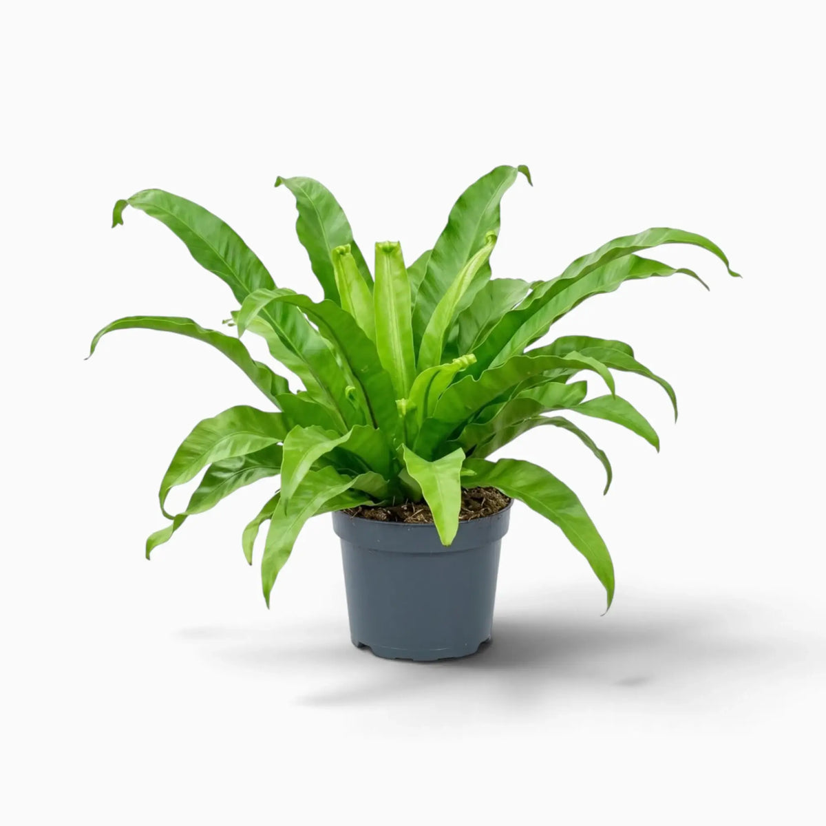 Asplenium antiquum fern with a rosette of broad, arching green fronds