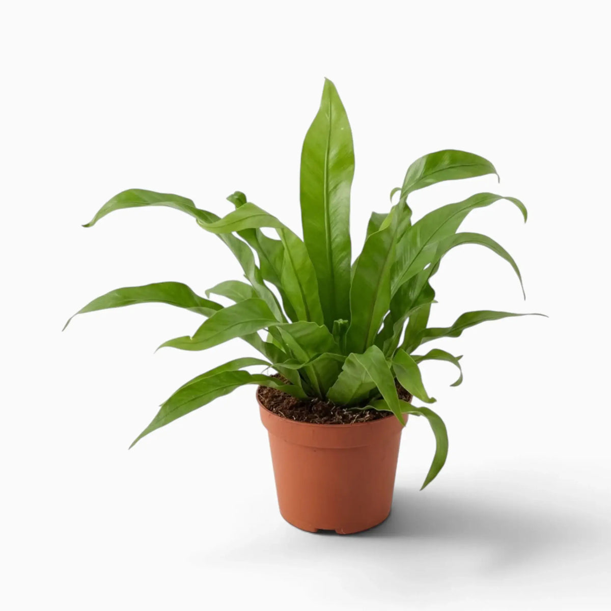 Asplenium antiquum fern with a rosette of broad, arching green fronds