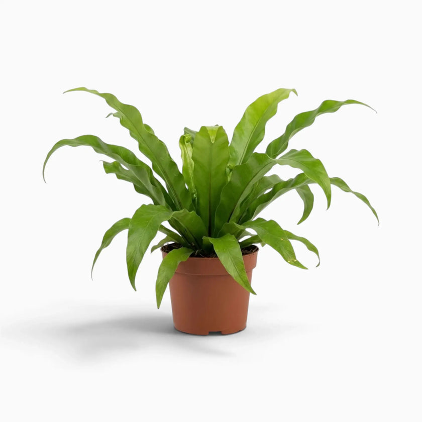 Asplenium antiquum fern with a rosette of broad, arching green fronds