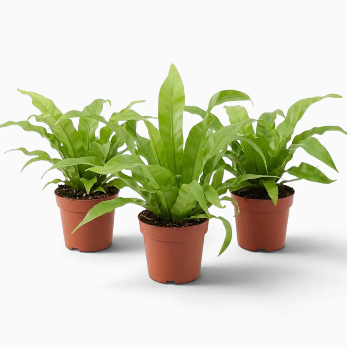 Asplenium antiquum fern with a rosette of broad, arching green fronds