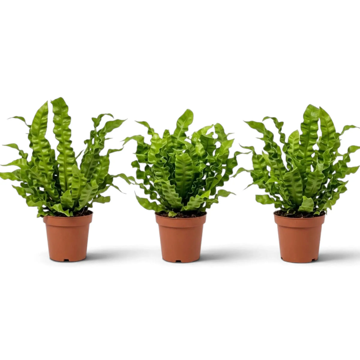 Three medium Asplenium nidus 'Crispy Wave' ferns in orange nursery pots