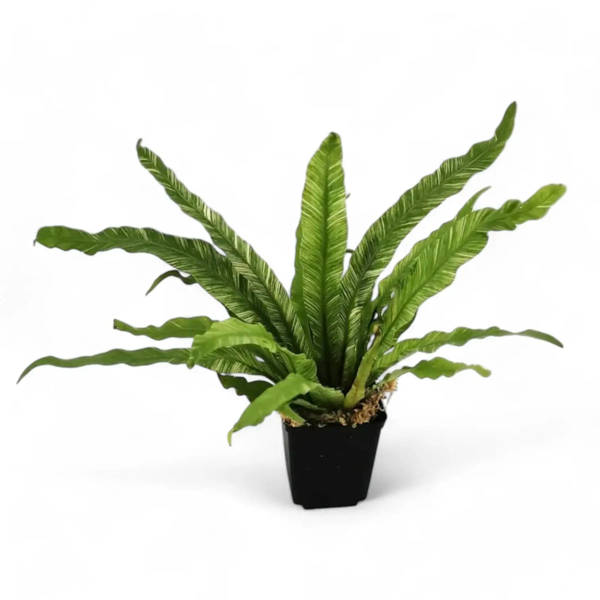 Asplenium nidus variegata potted plant in nursery pot on white background.