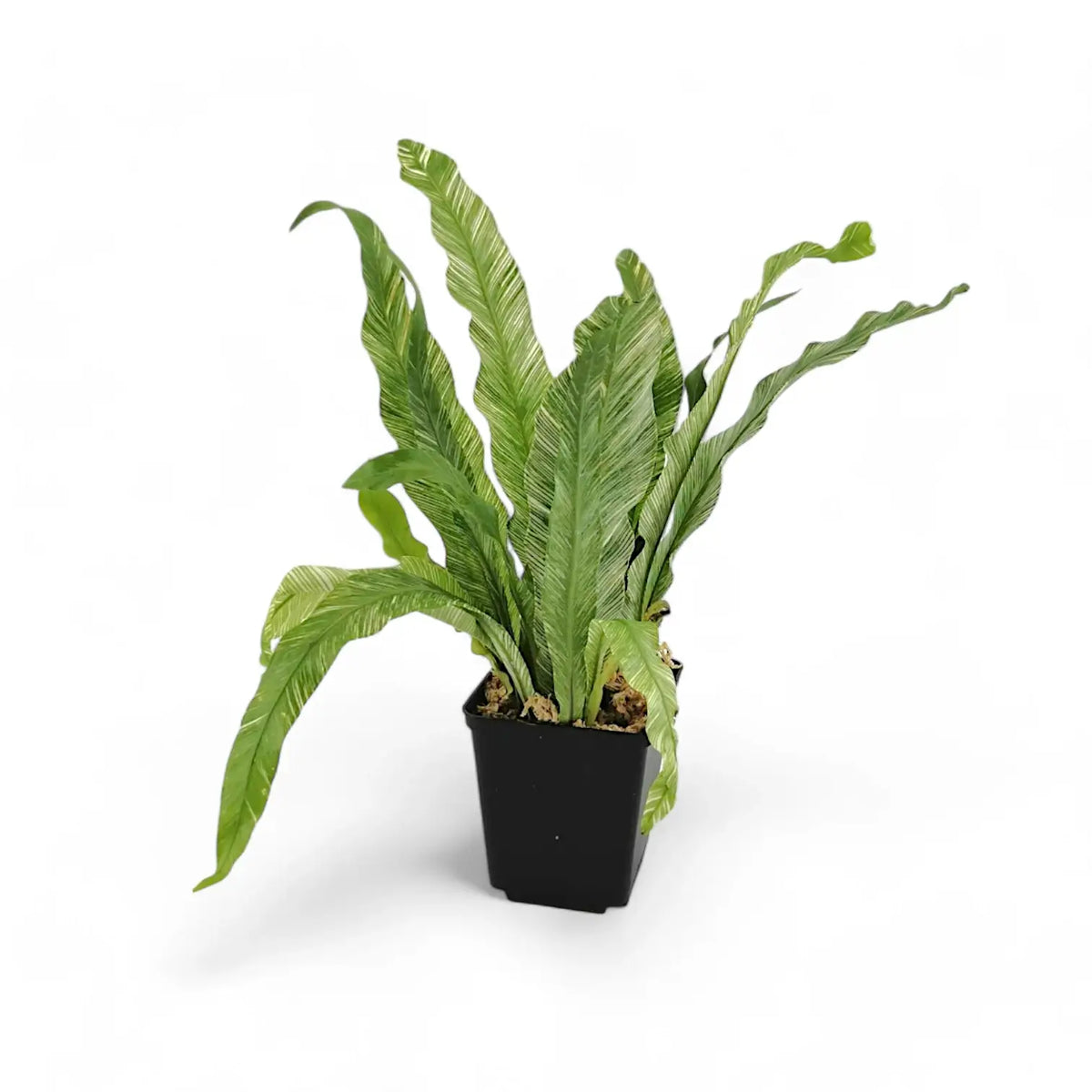 Asplenium nidus variegata potted plant in nursery pot on white background.