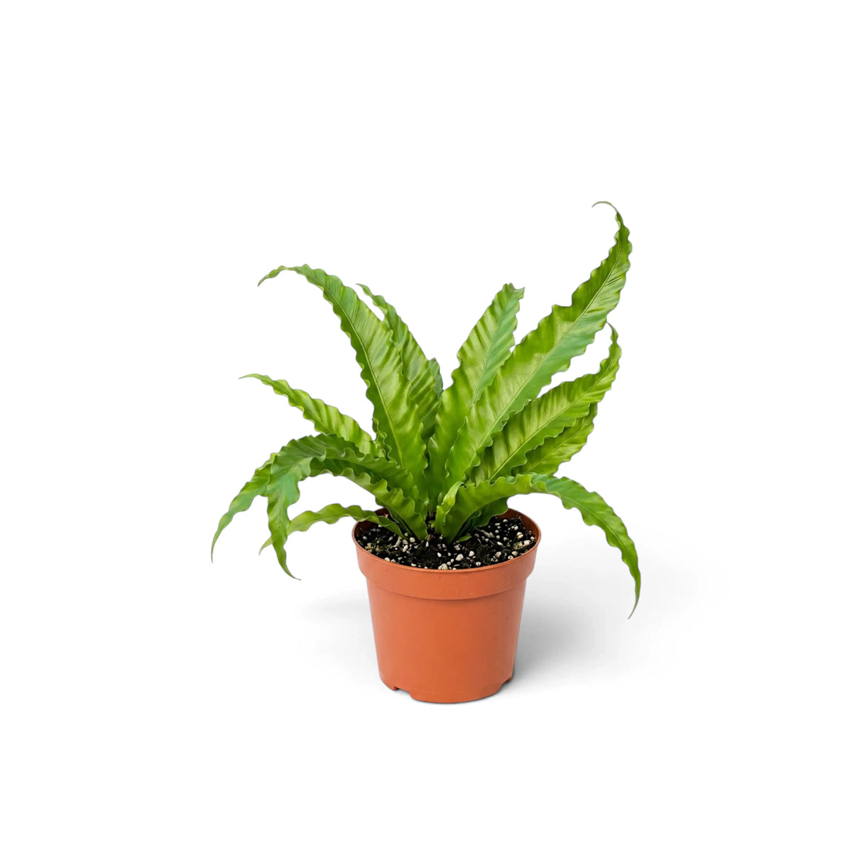 Young Asplenium 'Osaka' with upright ruffled fronds in a terracotta pot