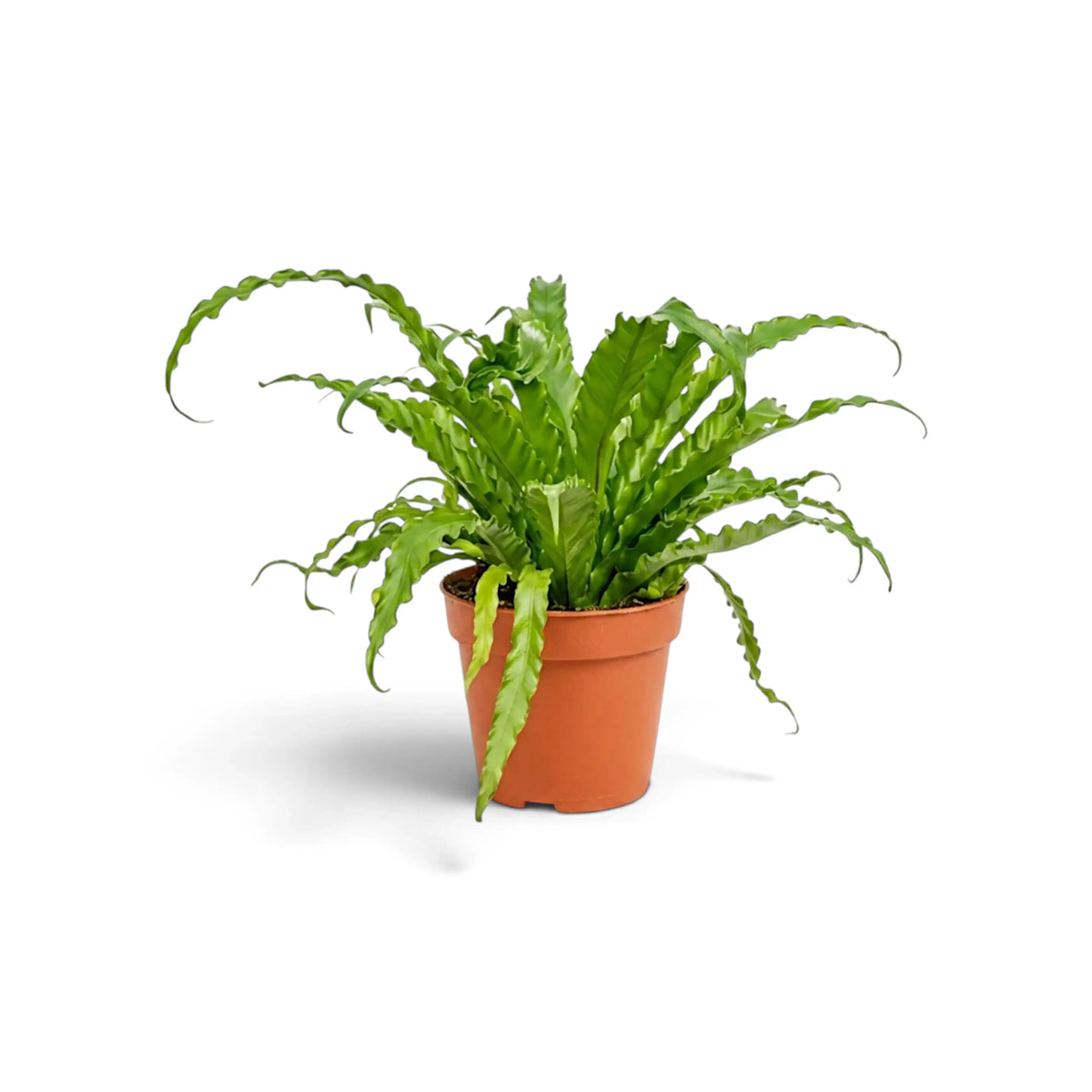 Side view of Asplenium 'Osaka' with long arching crinkled fronds