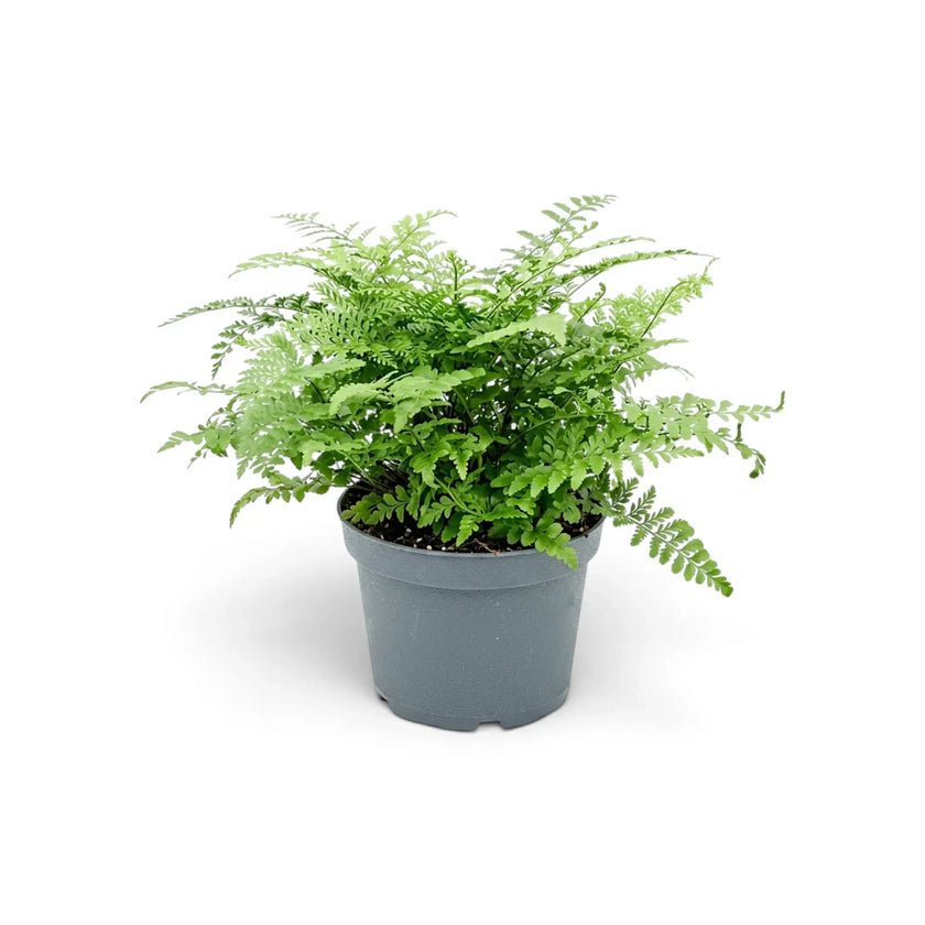 Asplenium 'Parvati' with light-green fronds spreading from a dense centre