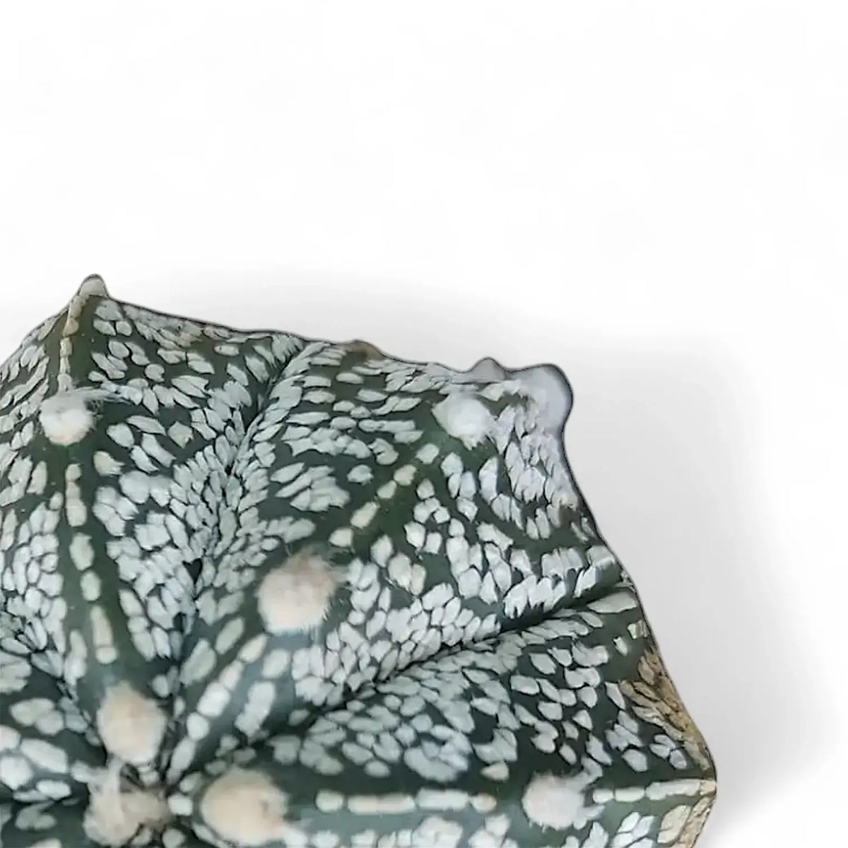 Astrophytum 'COKabuto' (Astrophytum hybrid SK-CO) leaf close-up on white background.