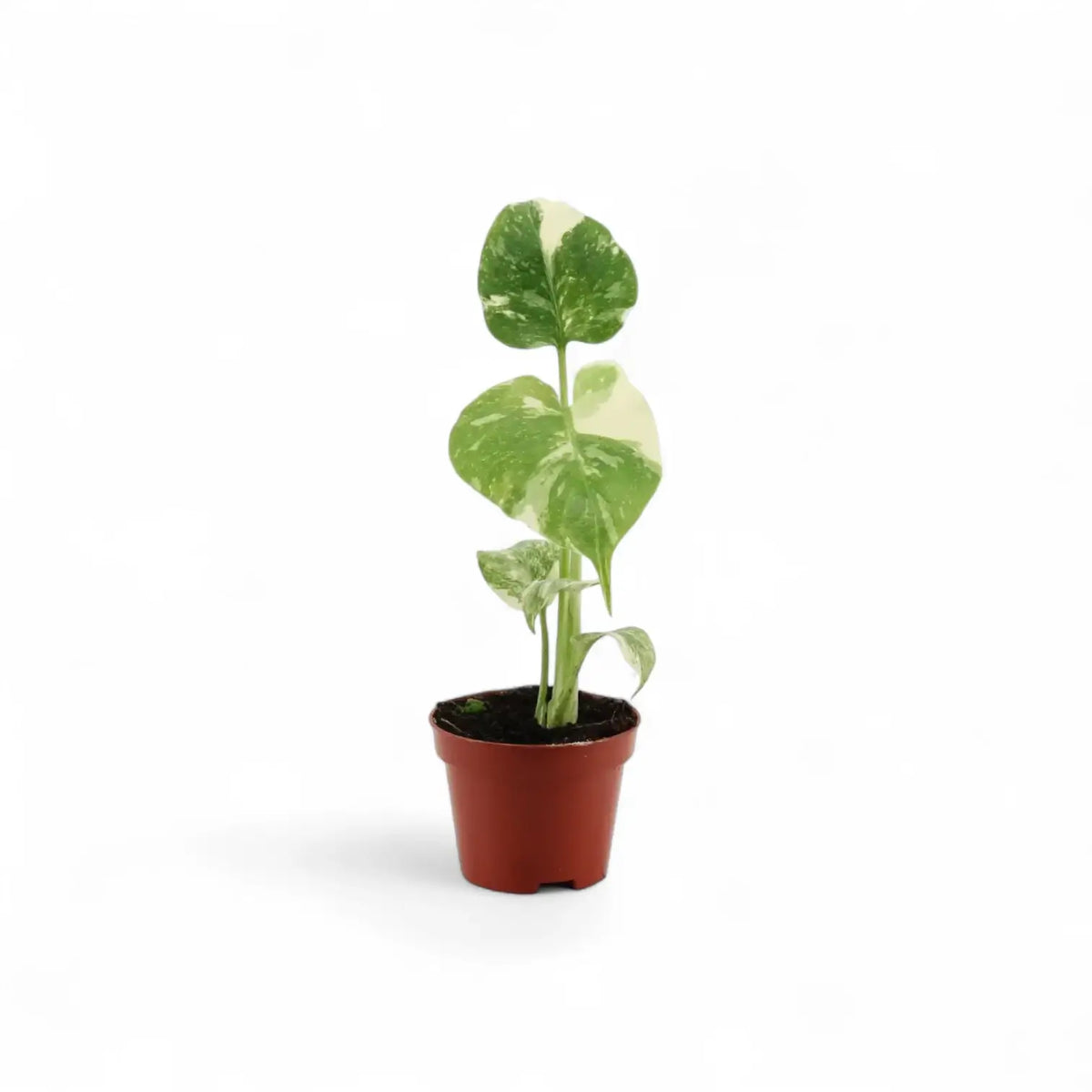 Pflanzenset : Baby Plant Bestsellers Zimmerpflanze im Anzuchttopf vor weißem Hintergrund, Produktfoto 2.