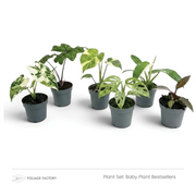 Sechs verschiedene Jungpflanzen aus dem Set Baby Plant Bestsellers nebeneinander in grauen Kulturtöpfen