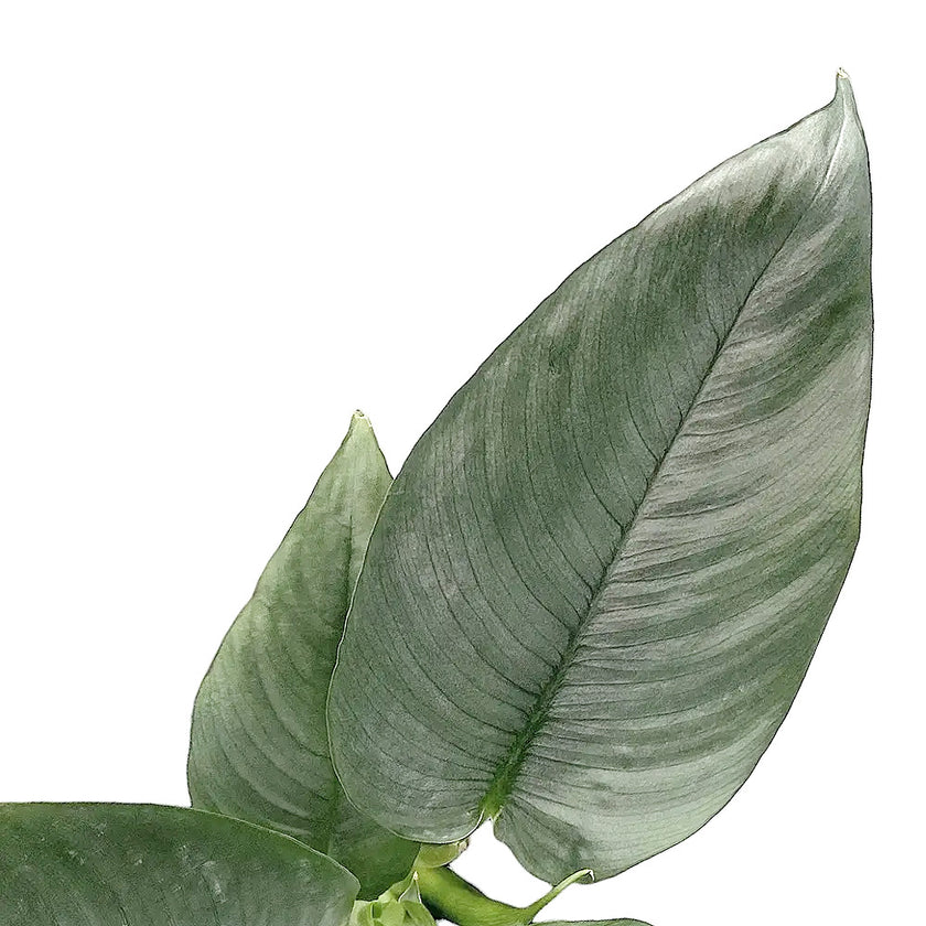 Bau hendrikii leaf close-up on white background.