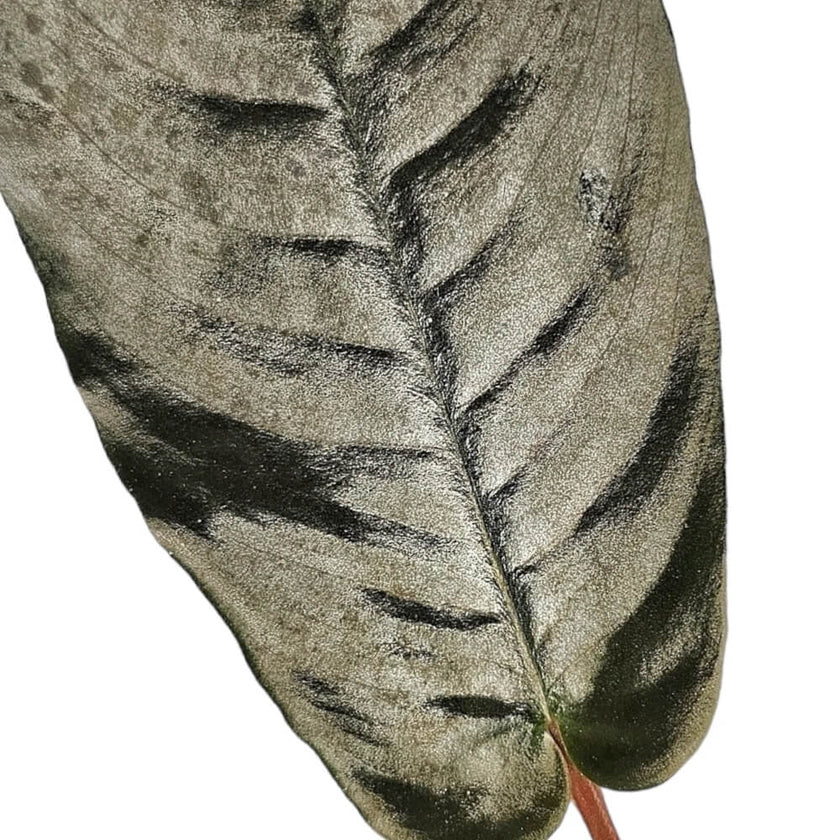 Bau metallica leaf detail on white background.