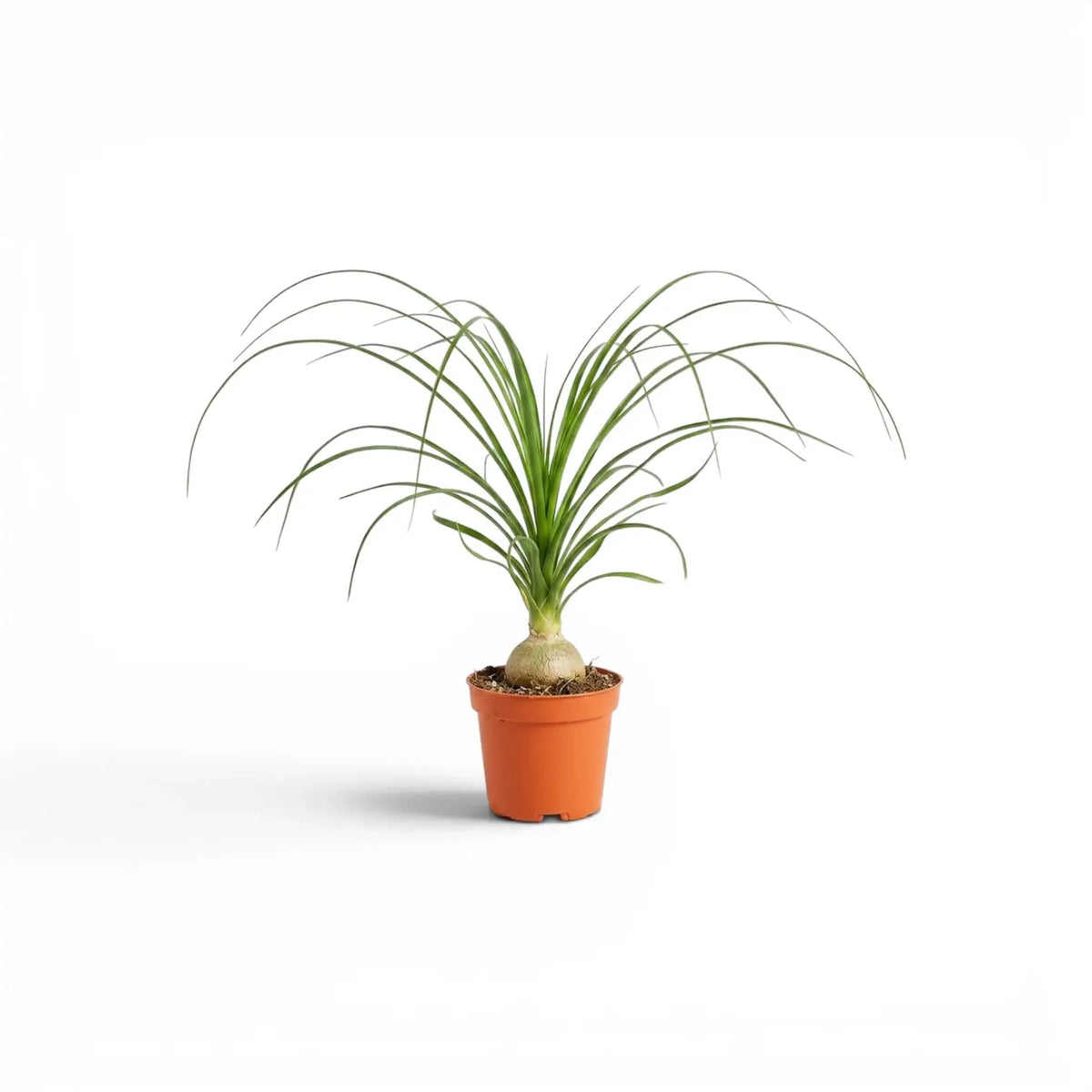 Small Beaucarnea recurvata baby plant in a nursery pot on white background