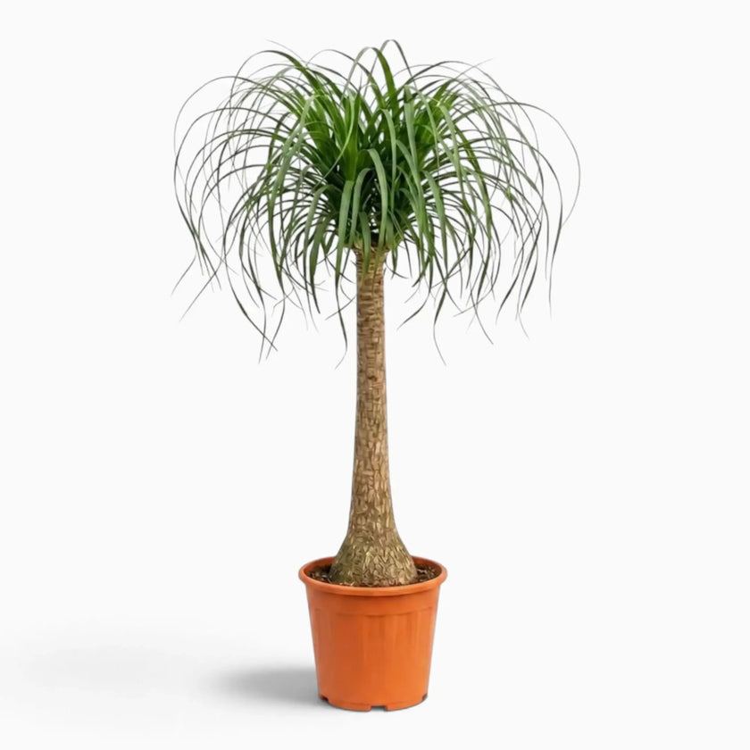 Beaucarnea recurvata extra-large plant with a swollen base and long, arching leaves