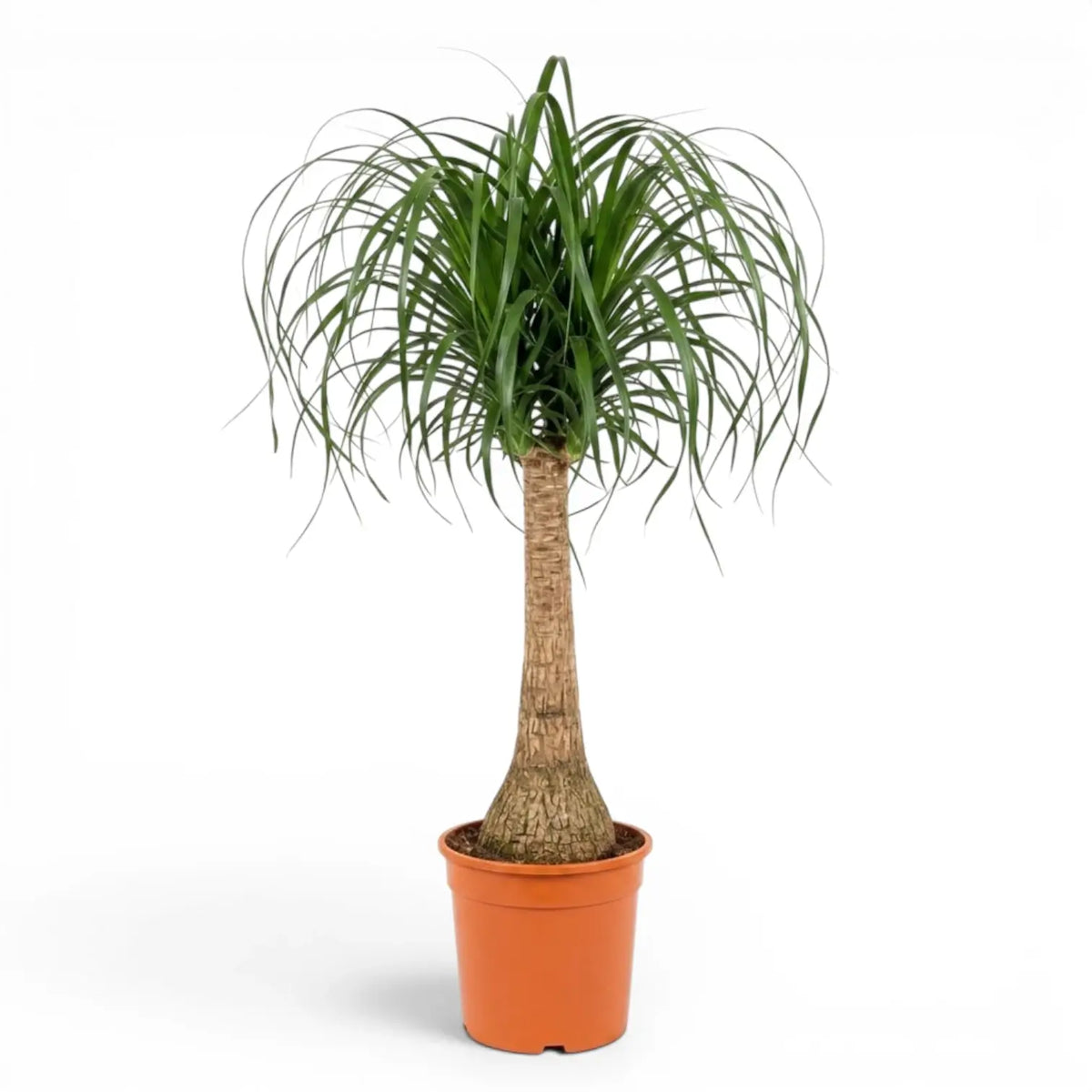 Large Beaucarnea recurvata plant in a nursery pot on white background