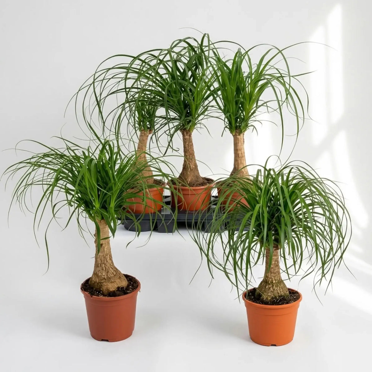 Beaucarnea recurvata medium plant with a swollen base and long, arching leaves