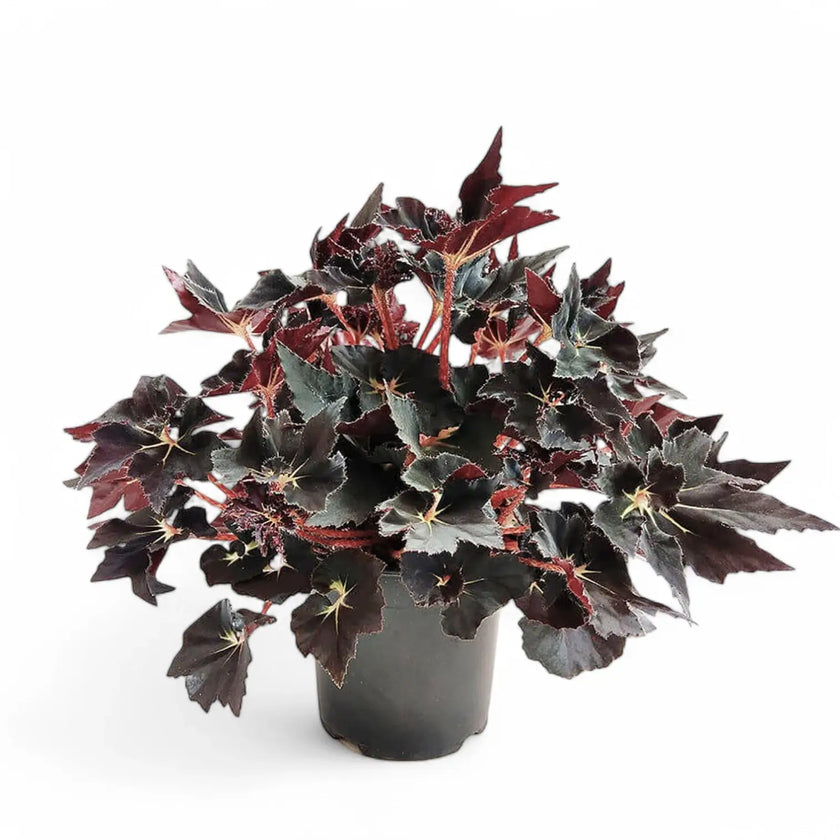 Begonia 'Black Fang' potted plant in nursery pot on white background.