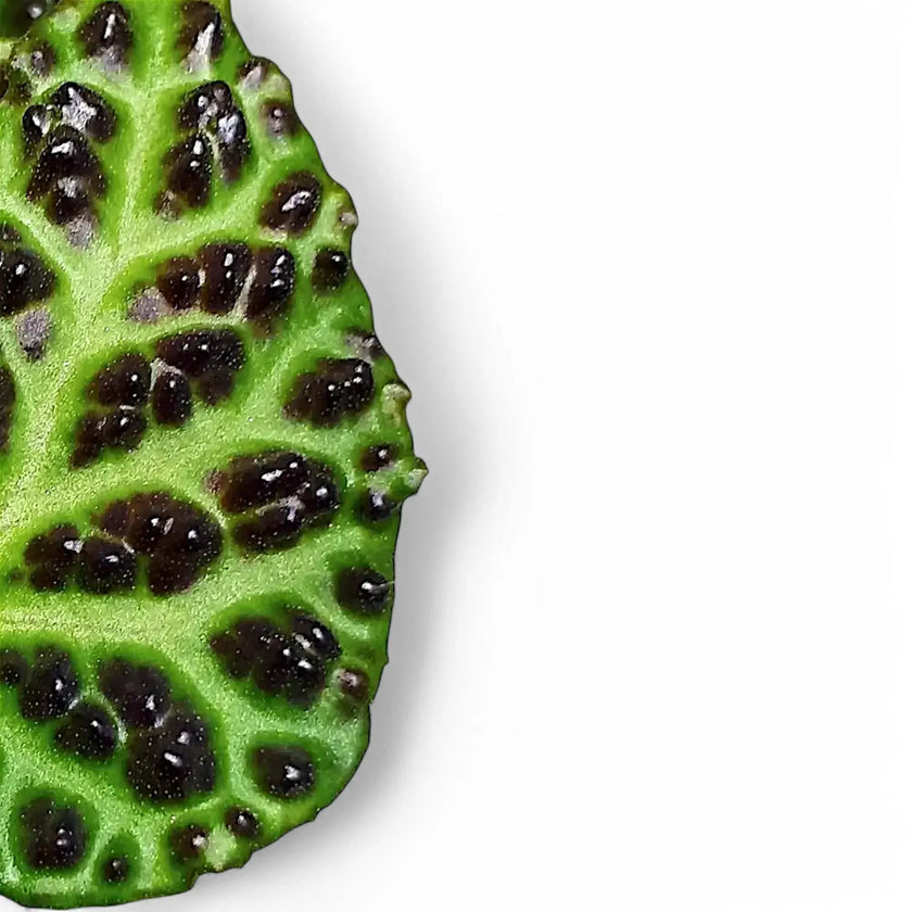 Begonia dracopelta leaf detail on white background.