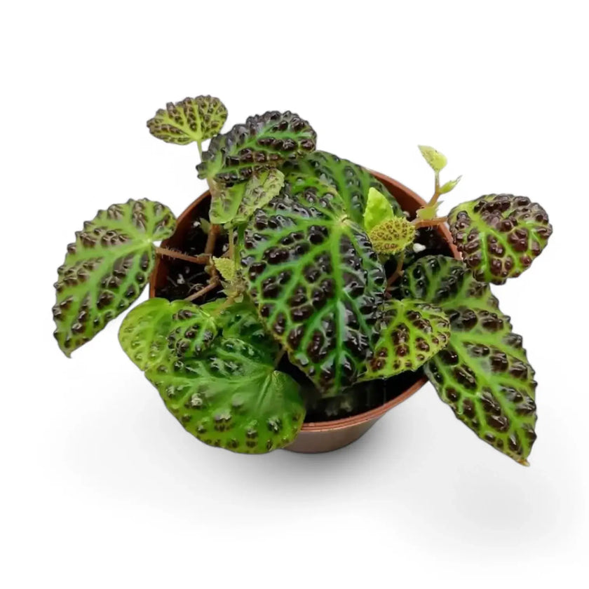 Begonia dracopelta potted plant in nursery pot on white background.