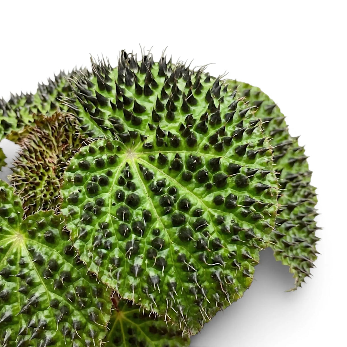 Begonia ferox Nahaufnahme mit strukturierten grünen Blättern und dunklen, erhabenen Zeichnungen.