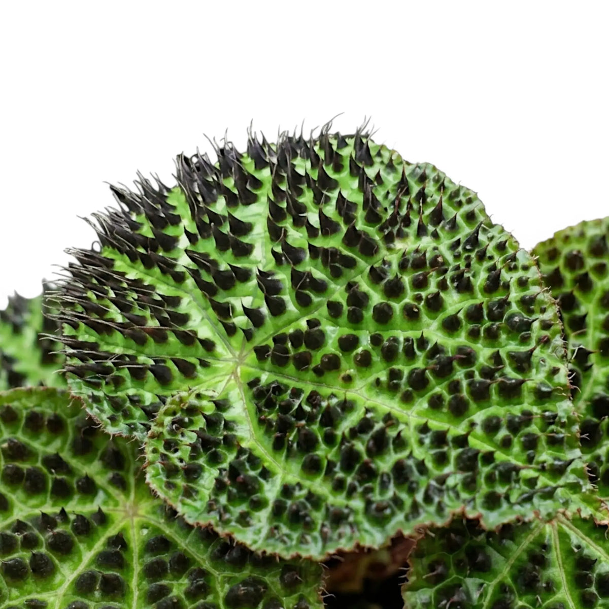 Begonia ferox Nahaufnahme mit strukturierten grünen Blättern und dunklen, erhabenen Zeichnungen.