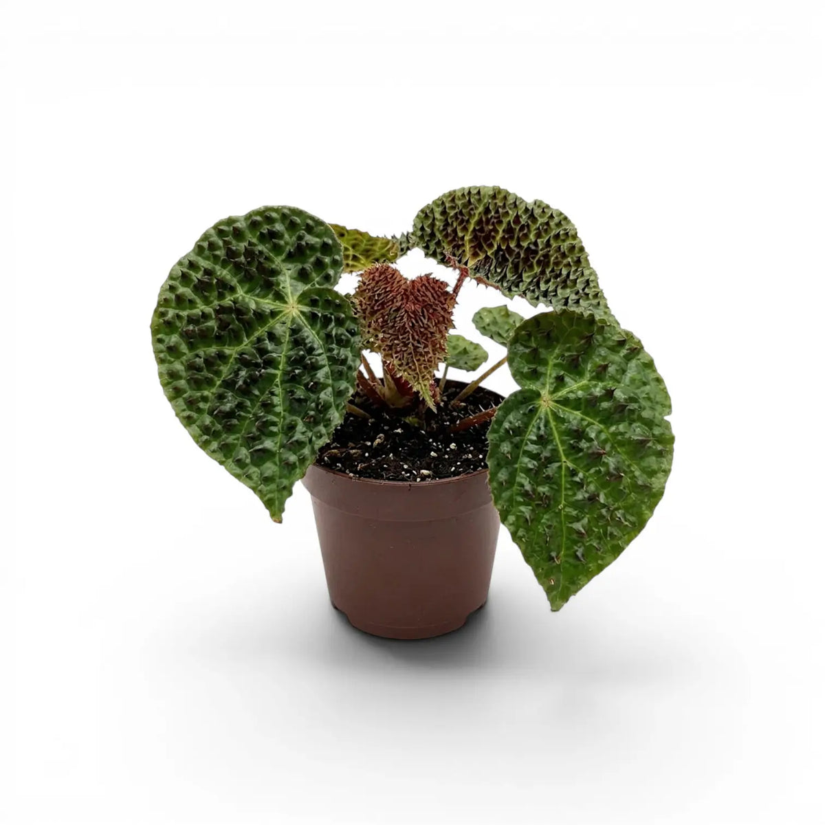Begonia ferox mit strukturierten grünen Blättern im Kulturtopf.