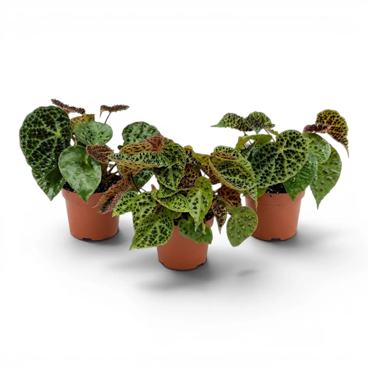 Begonia ferox mit strukturierten grünen Blättern im Kulturtopf.