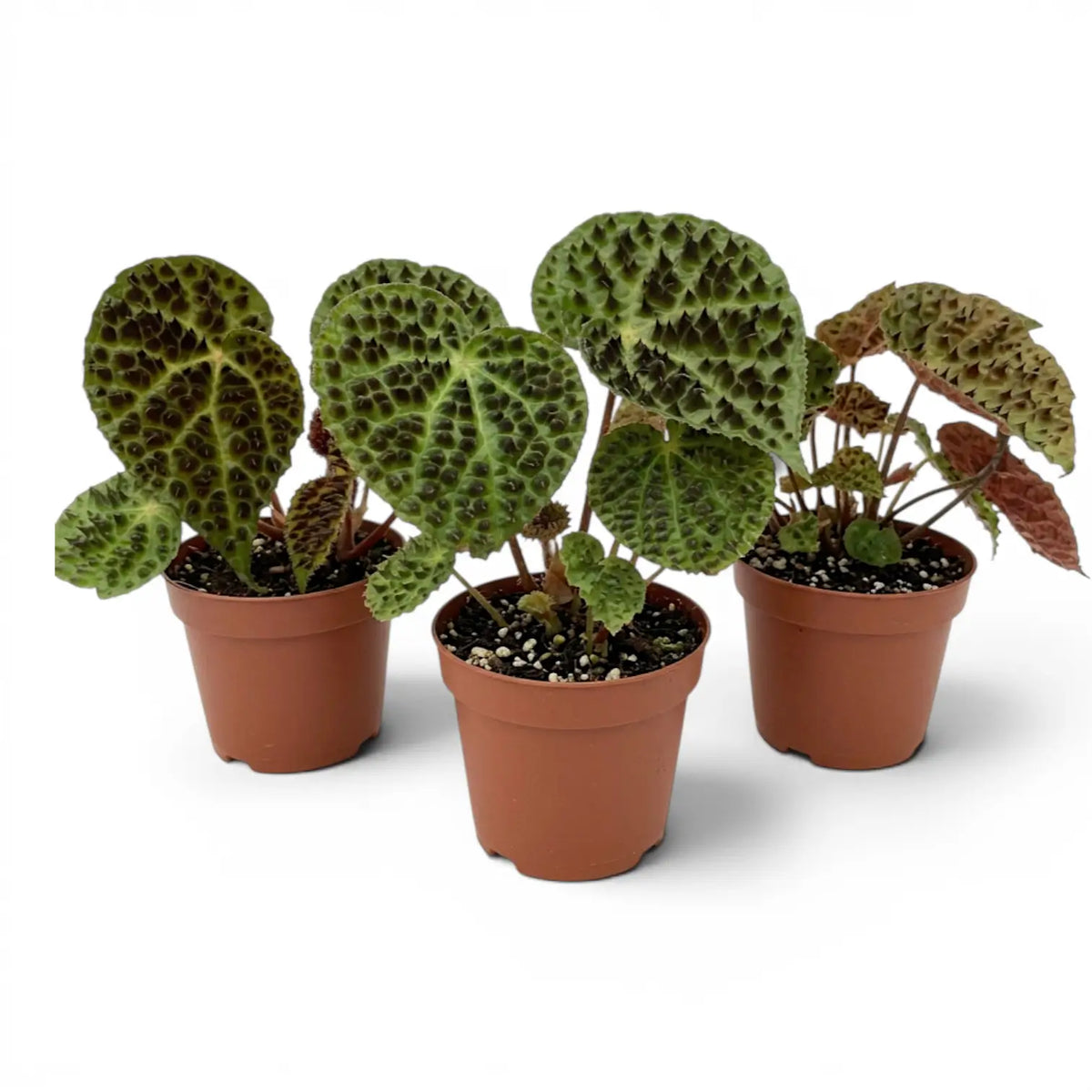 Begonia ferox mit strukturierten grünen Blättern im Kulturtopf.