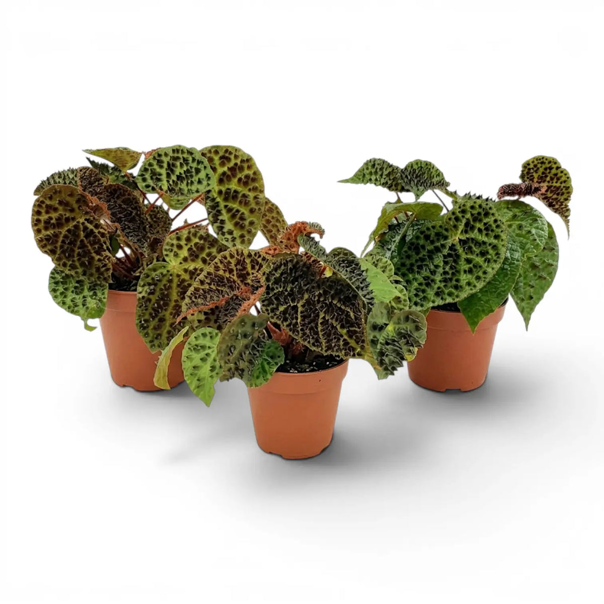 Begonia ferox mit strukturierten grünen Blättern im Kulturtopf.