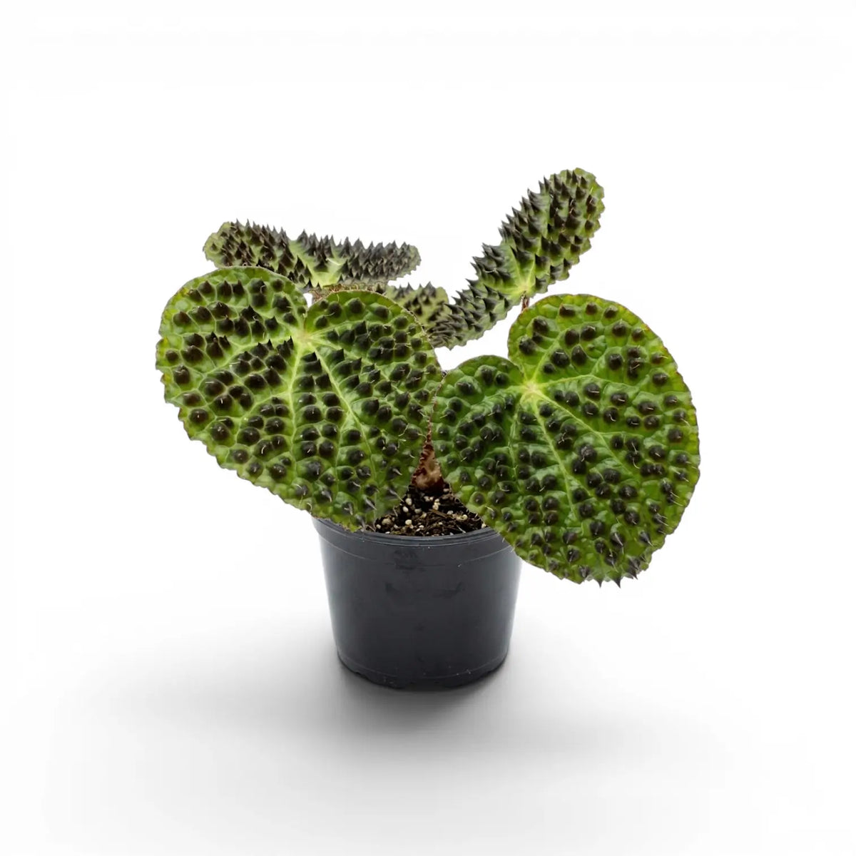 Begonia ferox mit strukturierten grünen Blättern im Kulturtopf.