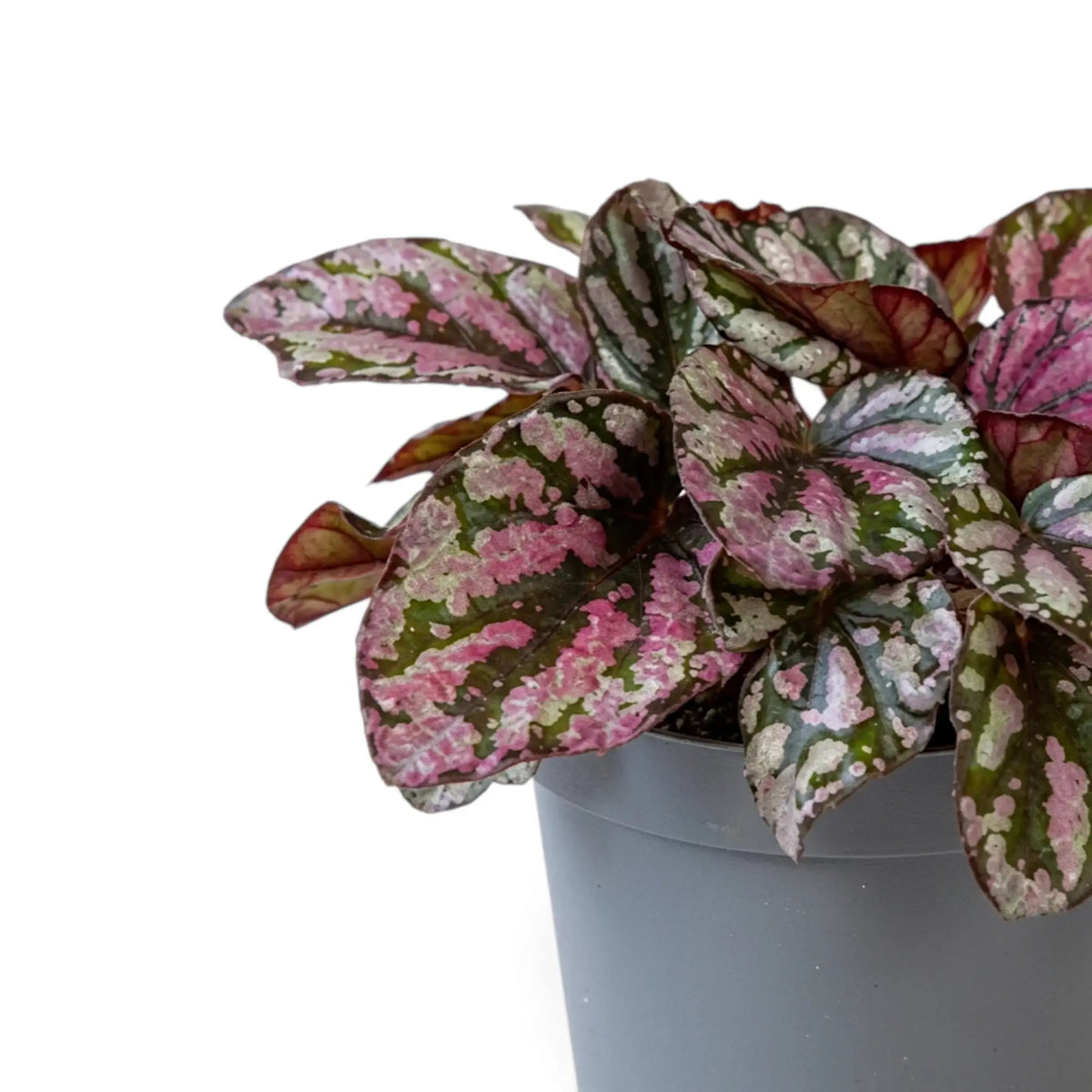 Baby Begonia ‘Hugh McLauchlan’ in a nursery pot, showing silver, pink and green patterned leaves