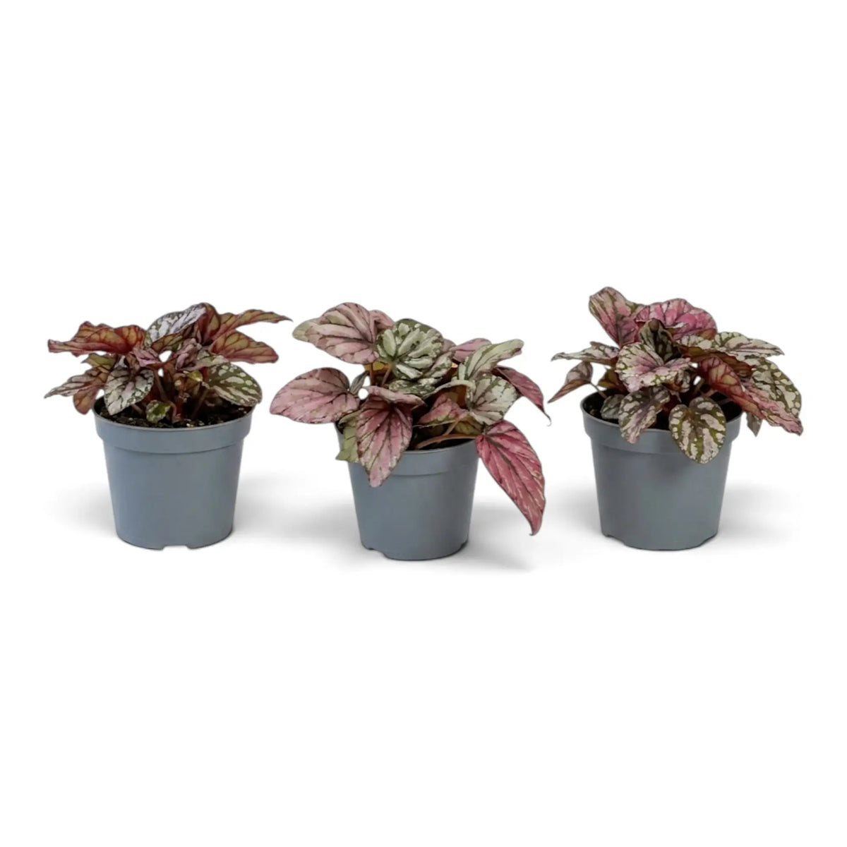 Baby Begonia ‘Hugh McLauchlan’ in a nursery pot, showing silver, pink and green patterned leaves