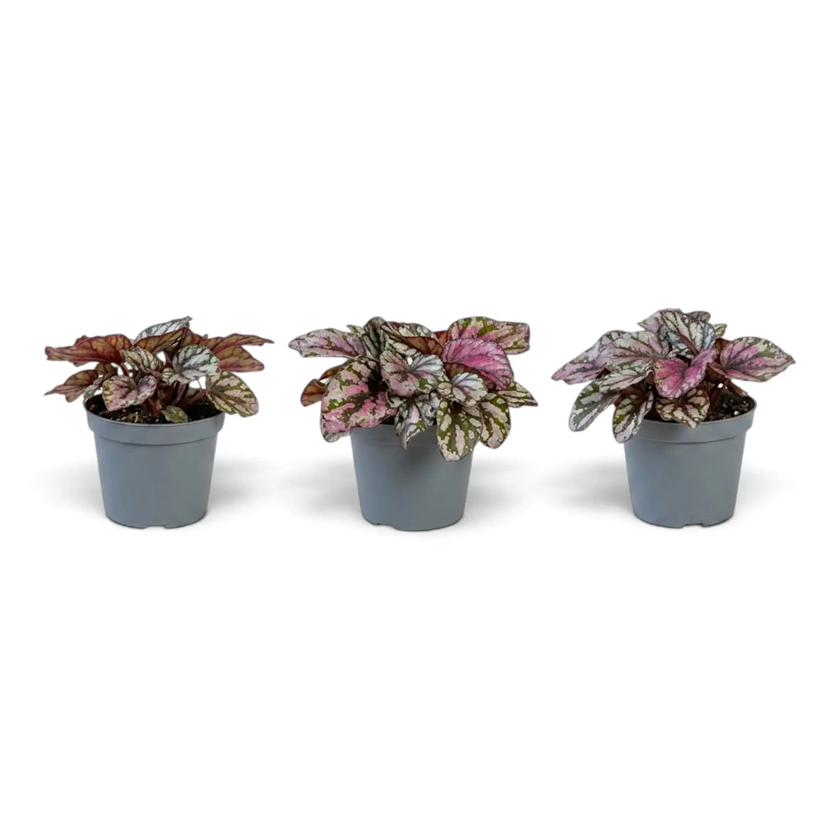 Baby Begonia ‘Hugh McLauchlan’ in a nursery pot, showing silver, pink and green patterned leaves