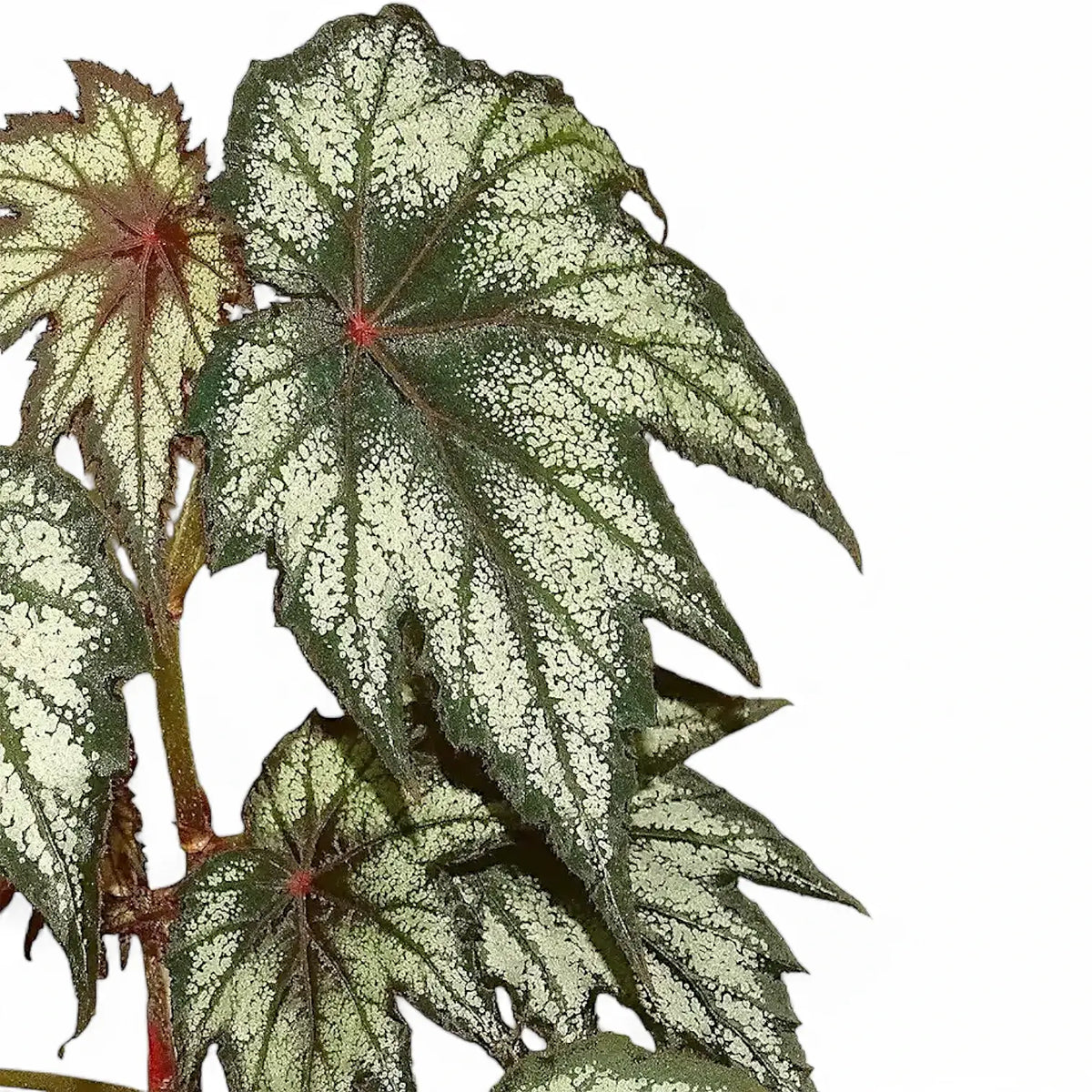Begonia 'Little Brother Montgomery' – Blattdetail vor weißem Hintergrund..