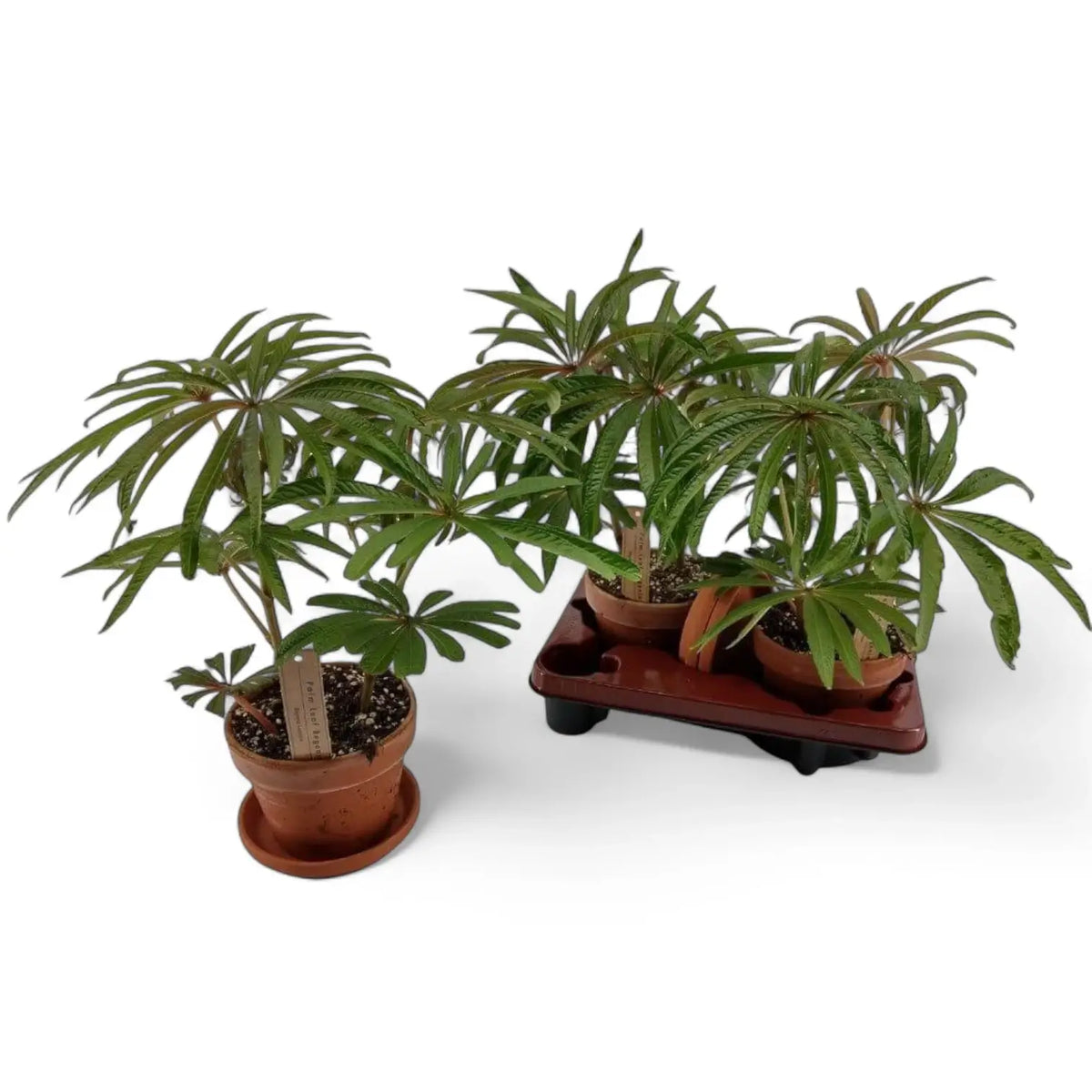 Begonia luxurians Zimmerpflanze im Anzuchttopf vor weißem Hintergrund, Produktfoto 3.