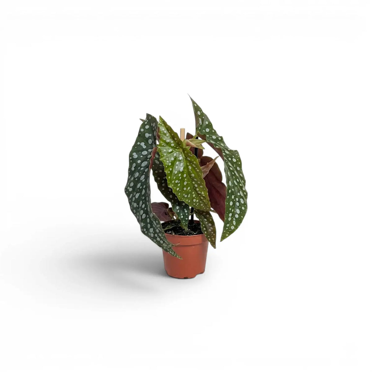 Begonia maculata 'Polka Dot' baby plant in a nursery pot.