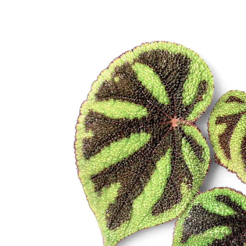 Begonia masoniana 'Iron Cross' leaf close-up on white background.