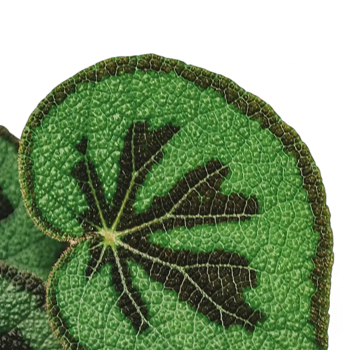Begonia masoniana 'Mountain' leaf detail on white background.