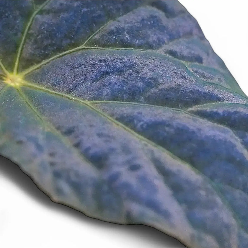 Begonia Pavonina leaf detail on white background.